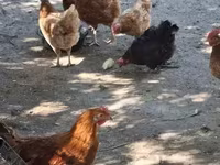 Chickens — الصورة 6