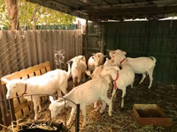 Kambing betina, Pomellata goat — foto 4