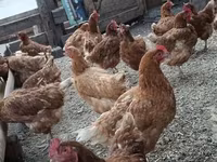 Chickens — 写真 1
