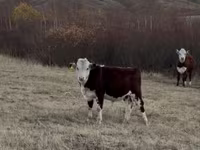 Bika, Kazah fehérfejű tehén — 1. fotó