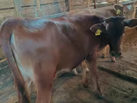 Krava, Simmental cattle — foto 5