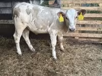 Bik, Charolais cattle — fotografija 1
