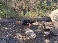 Ducks — 照片 5