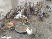 Ducks — fotografija 4
