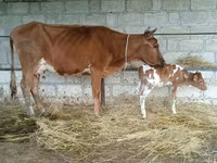 Cow, Cattle — photo 2