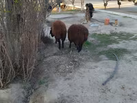 Ram, Sheep — photo 4