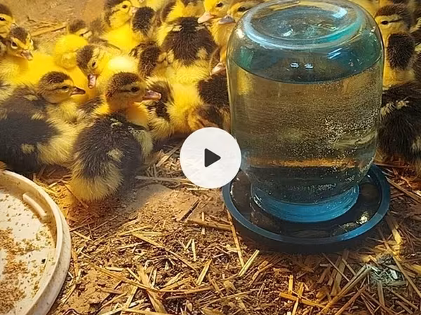 Ducks