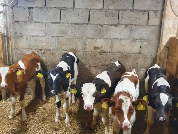 Ցուլ, Simmental cattle