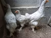 براهما — عکس 3