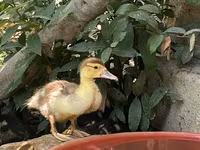 Ducks — عکس 1