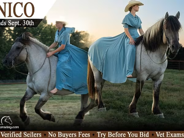 اسب نر, Quarter Horse