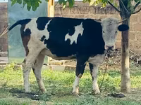 Үнээ, Simmental cattle — 5 зураг
