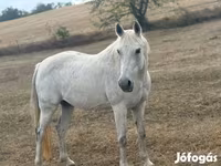 Hoppe, Shagya — foto 3
