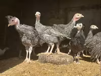 Turkeys — รูปภาพ 1