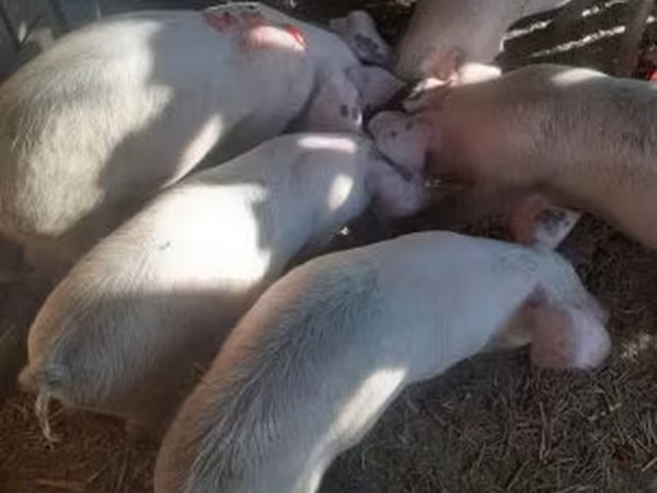 Babi hutan, Дюрок