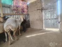 Ovce, Arashan sheep — foto 2