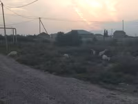 بز ماده, بز — عکس 5