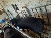 Kambing jantan, Sheep — foto 3