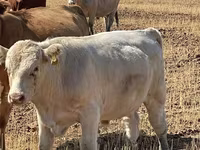 Dibi, Swiss cattle — sawirka 5