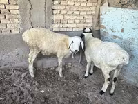Baran, Owce — zdjęcie 3