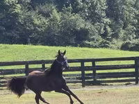 Caballo, Rocky Mountain Horse — foto 2