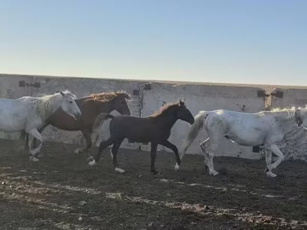 اسب نر, Kazakh horse