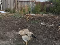 Chickens — foto 4
