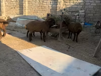 母羊, Sheep — 照片 4