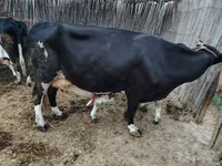 Krava, Simmental cattle — fotografija 4