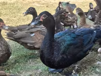 Ducks — foto 2