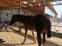 Faras dhaddig, Horses — sawirka 3