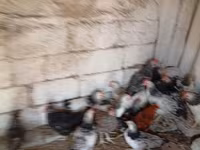 Gallina eslovena barrada — foto 2