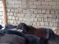 Beran, Ovce — foto 2