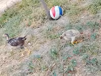 Chickens — foto 1