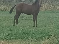 公马, Horses — 照片 1