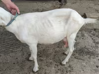 بز ماده, Saanen goat — عکس 3
