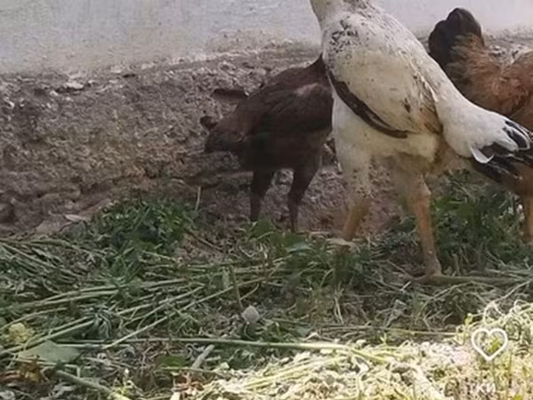 Chickens