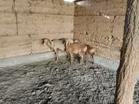 میش, Arashan sheep — عکس 3
