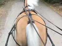 母马, Hungarian horse breed — 照片 2