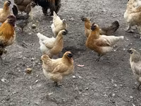 Chickens — fotografija 4