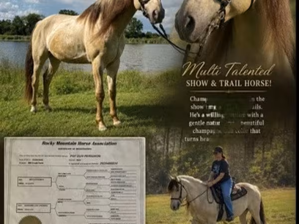 Horse (M), Rocky Mountain Horse