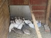 Guinea fowl — Foto 3