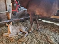 ሴት ፈረስ, Horses — ፎቶ 5