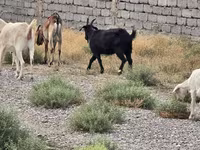 Kambing jantan, Goats — foto 2
