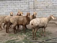 雄羊, 羊 — 写真 3