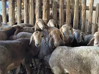 Cừu đực, Rhon sheep — ảnh 4