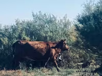 گاو ماده, گاو — عکس 3