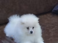 Məhsul: Pomeranian Spitz balası - Rəng: qar kimi ağ - Xəz: sıx — รูปภาพ 5