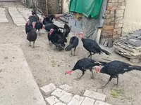 سفید سینه‌پهن — عکس 2
