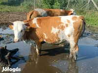 วัวตัวเมีย, Simmental cattle — รูปภาพ 3